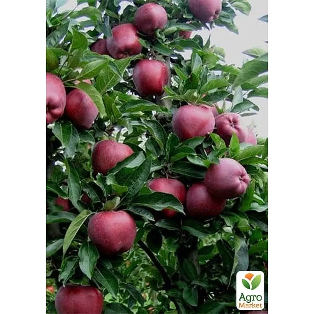 Саджанець Agro-Market Яблуня Супер Чіф укорінена в контейнері (саджанець 2 роки) (181476) - фото 3