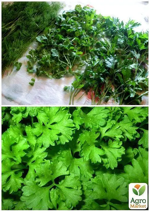 Насіння Agro-Market Кінза на вагу ціна за 20 г (13357) - фото 3