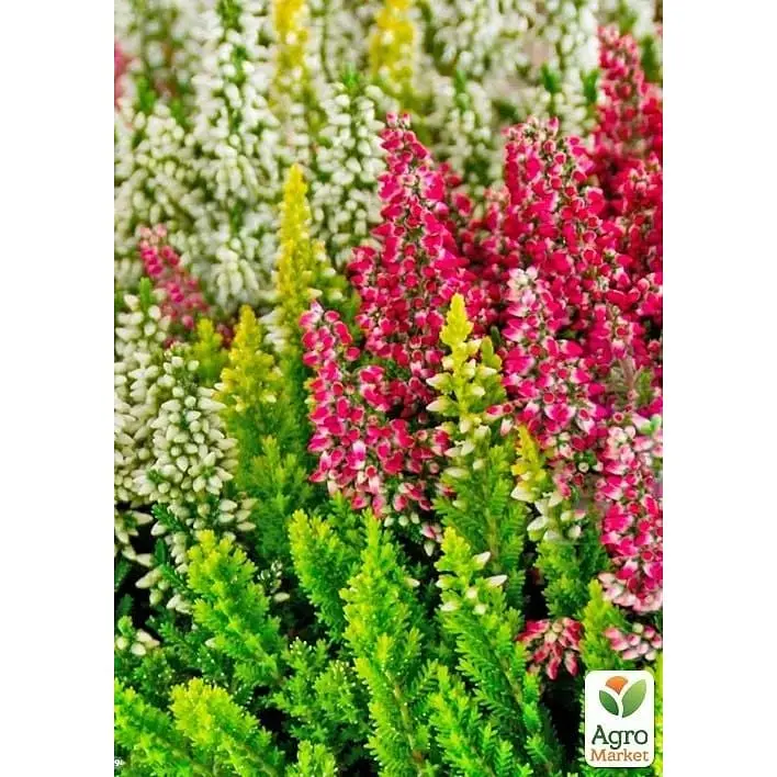 Саджанець Agro-Market Верес вічнозелений мікс сортів (179895) 1 шт. в упаковці - фото 4