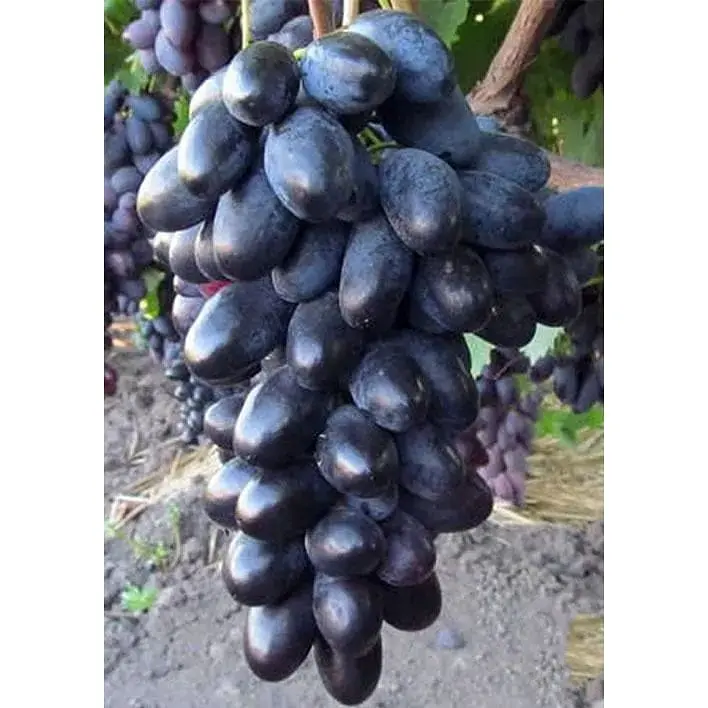 Саджанець Agro-Market Виноград Велика (середньо-ранній термін дозрівання) 1 шт. в упаковці (38125) - фото 3