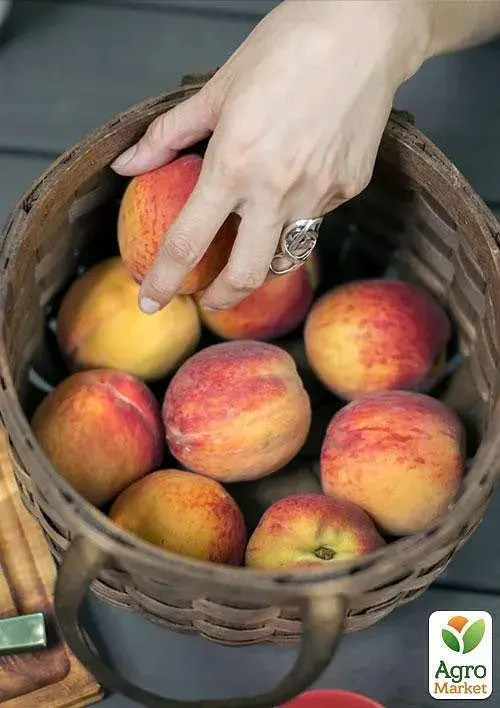 Саджанець Agro-Market Персик Роял Ві (літній сорт, середній термін дозрівання) 1 шт. в упаковці (21368) - фото 2