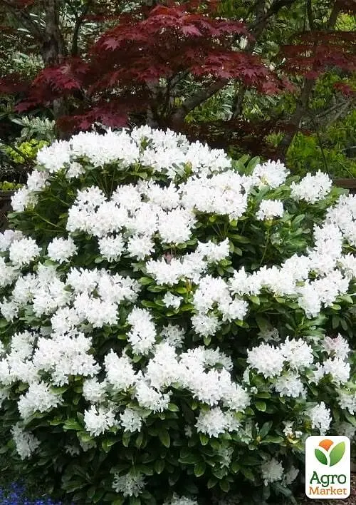 Саженец Agro-Market Рододендрон гибридный 2-х летний Cunningham's White С2 высота 25-40см (152184) - фото 2