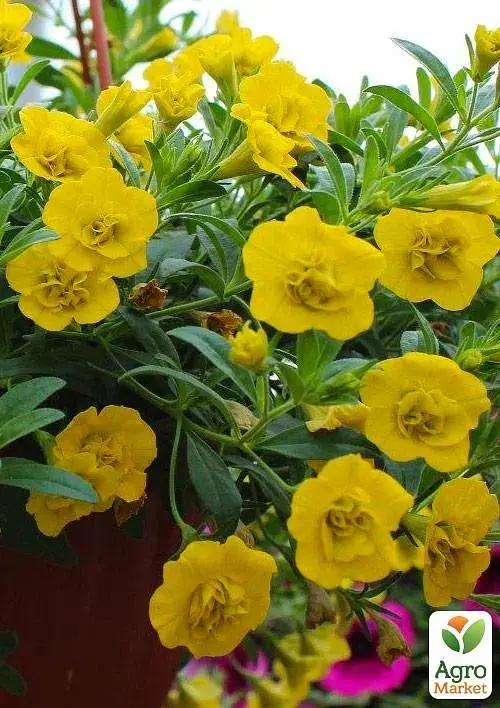 Саджанець Agro-Market Калібрахоа Calita Double Sun (контейнер № 10, висота 10-15 см) 1 шт. в упаковці (64411) - фото 2