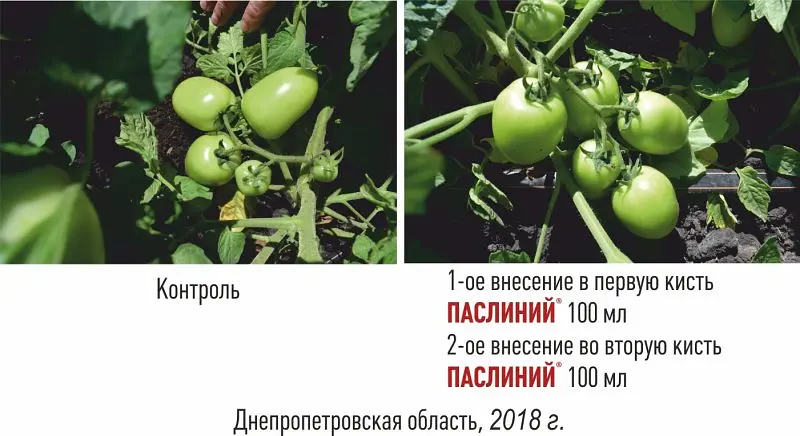Пасліній 6 мл - фото 2