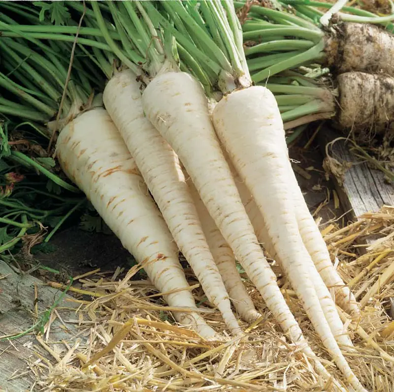 Петрушка коренева Берлінія 0,5 г, Садиба - фото 3