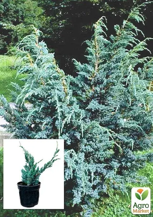 Саженец Agro-Market Можжевельник чешуйчатый 3-летний Maeri S3 высота 30-40 см 1 шт. в упаковке (62789) - фото 2