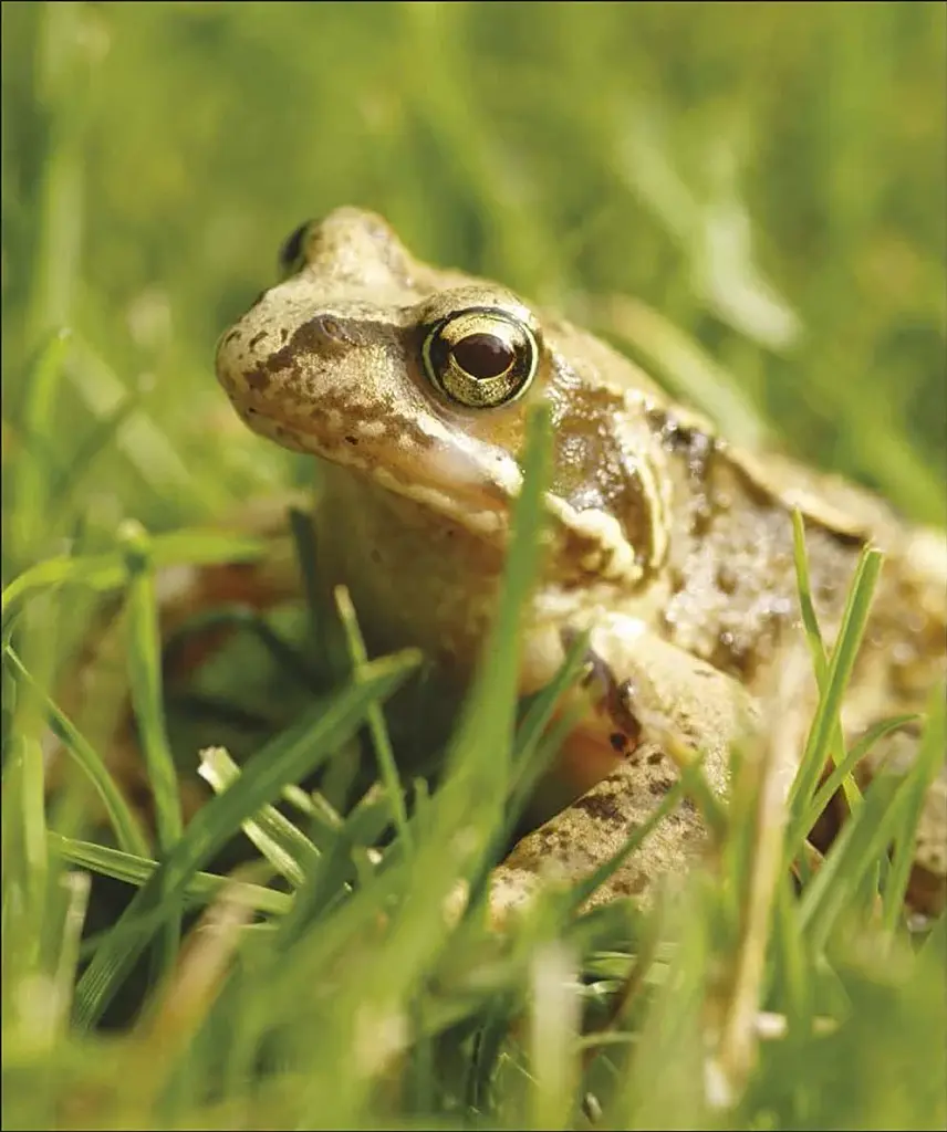 Wildlife of Britain and Ireland - фото 11