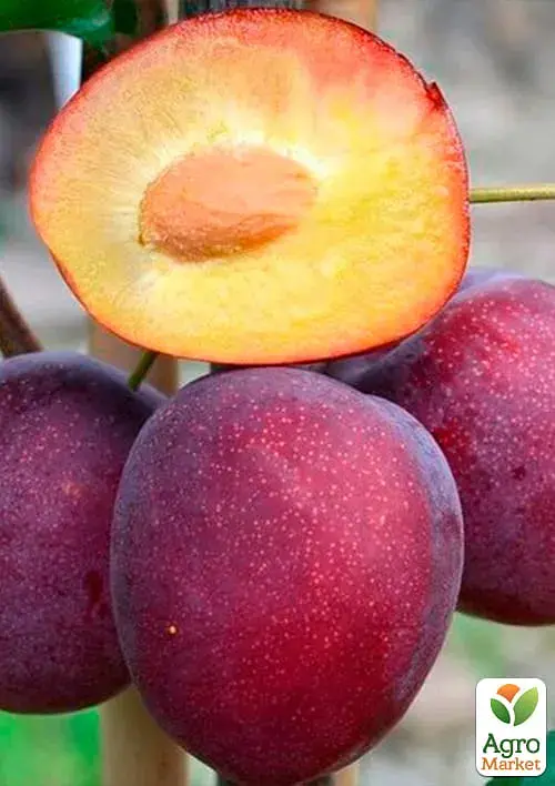 Саженец Agro-Market Слива Ренклод Карбышева (летний сорт, ранний срок созревания) 1 шт. в упаковке (25932) - фото 2