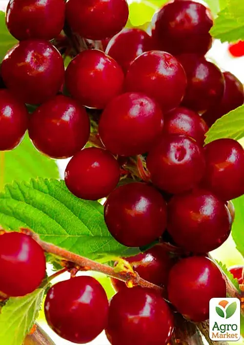 Саджанець Agro-Market Вишня Чудо вишня (Черевишня) гібрид черешня + вишня (літній сорт, ранній термін дозрівання) 1 шт. в упаковці (17576) - фото 2