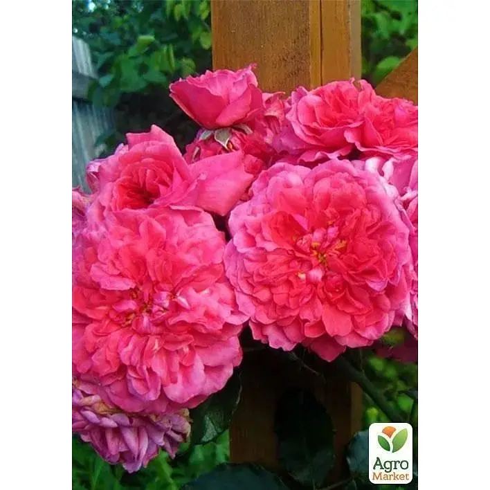 Троянда паркова Agro-Market сріблясто-рожева Дивовижна місіс Майзель The Amazing Mrs. Mayzel саджанець класу АА+ преміальний вищий сорт 1 шт. в упаковці (45973) - фото 2
