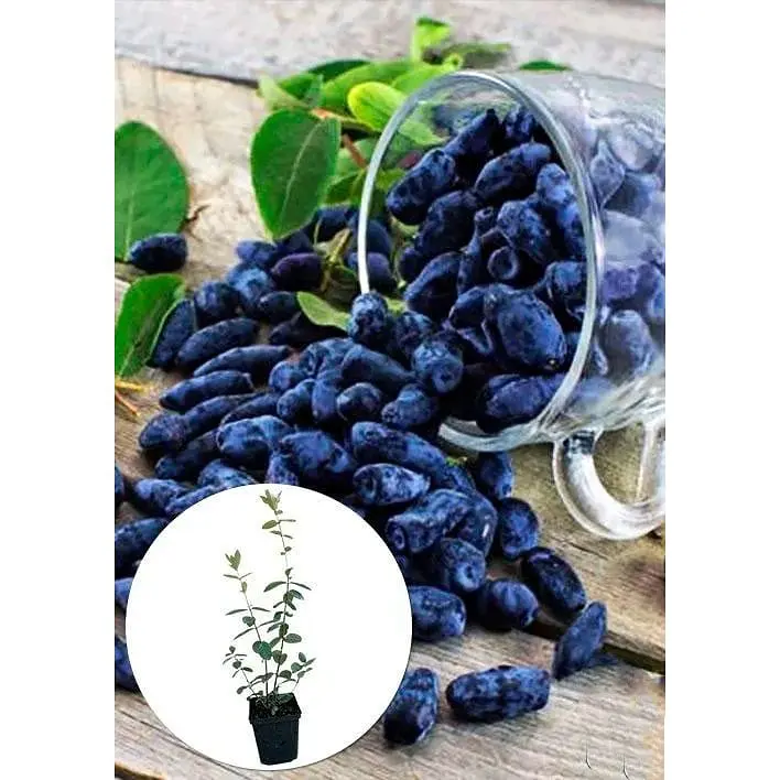 Саджанець Agro-Market Жимолость Гордість Бакчара (середній термін дозрівання, великоплідний сорт) 1 шт. в упаковці (43973) - фото 3