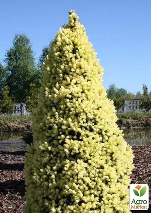 Саженец Agro-Market Ель 2-летняя канадская Biesenthaler Fruhling С2, высота 25-30 см 1 шт. в упаковке (176883) - фото 3