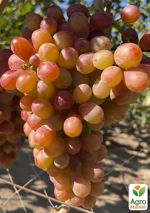 Саджанець Agro-Market Виноград кишмиш Аліса в Країні Чудес (велика, солодка, соковита ягода) 1 шт. в пакуванні (182235) - фото 2