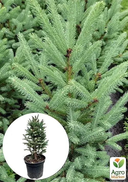 Саженец Agro-Market Ель канадская Cinderella С3 высота 45-55 см 1 шт. в упаковке (176426) - фото 2