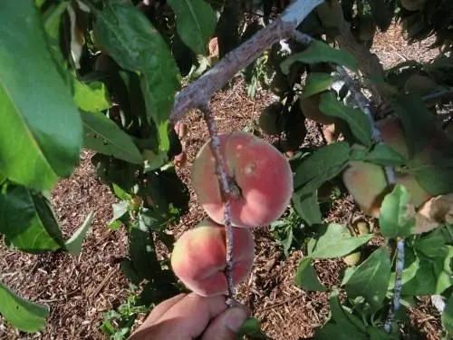 Саджанець Agro-Market Нектарин Донат (Donat) інжирний пірамідальний 1 шт. в упаковці (45669) - фото 4