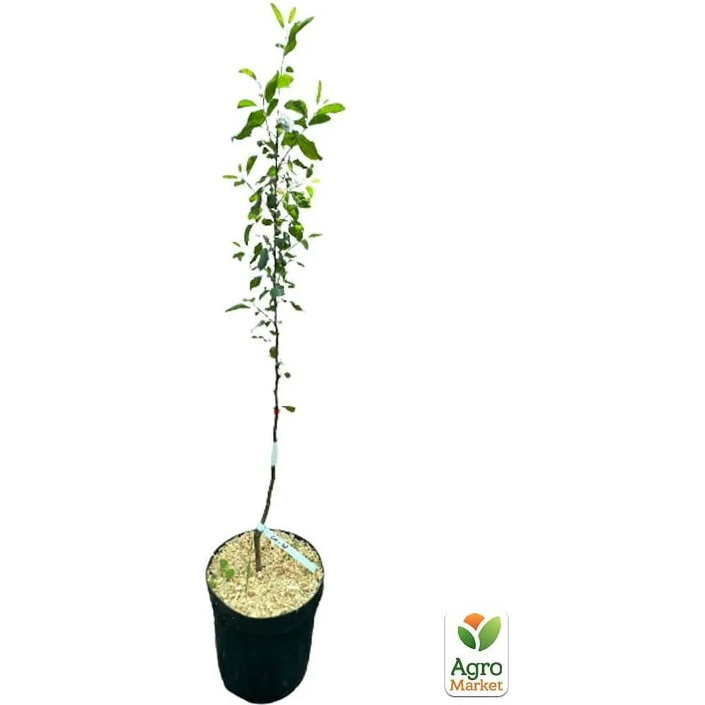 Саджанець Agro-Market Яблуня Кальвіль Сніжний укорінена в контейнері (саджанець 2 роки) (156435) - фото 5