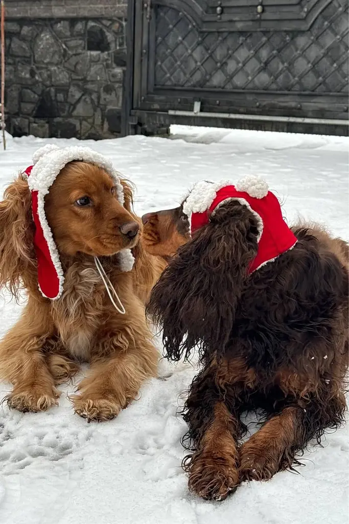 Шапка-вушанка для собак Hat-Dog Новорічна (XS) - фото 7
