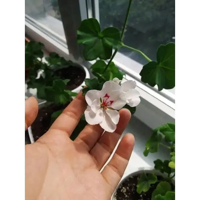 Саженец Agro-Market Пеларгония ампельная Sunflair Eva White (контейнер №10 высота 10-20 см) (52159) 1 шт. в упаковке - фото 3