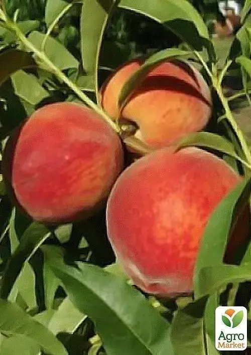 Саджанець Agro-Market Персик Кардинал (літній сорт, ранній термін дозрівання) 1 шт. в упаковці (15915) - фото 3