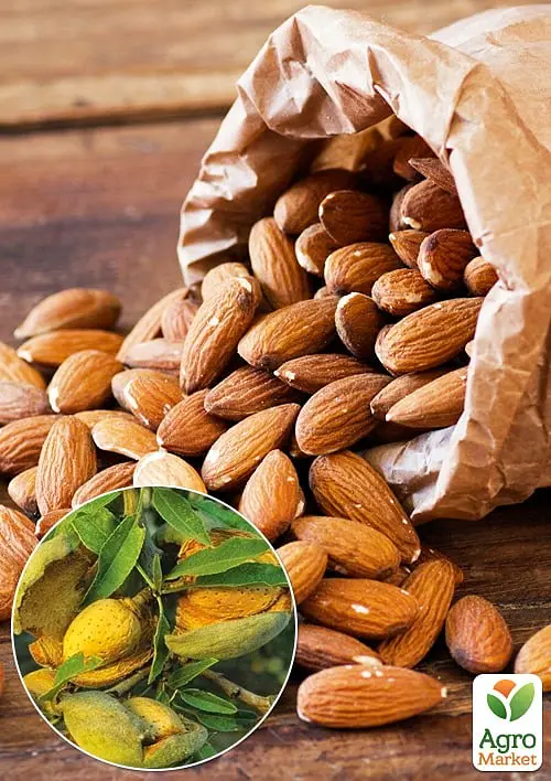 Мигдаль солодкий Agro-Market "Прибережний" укорінений у контейнері (саджанець 2 роки) (153132) 1 саджанець в упаковці - фото 2