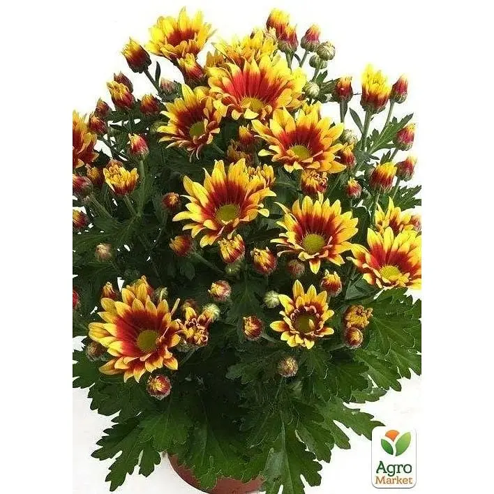 Саженец Agro-Market Хризантема мультифлора шаровидная Ciotat (177089) 1 шт. в упаковке - фото 3