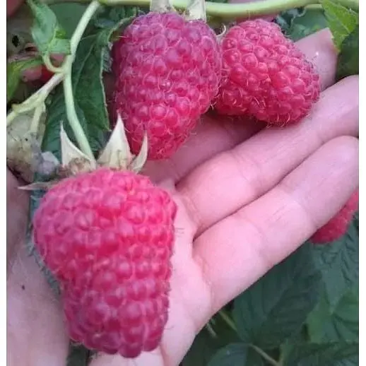 Саджанець Agro-Market Малинове дерево Таруса 1 шт. в упаковці (24018) - фото 3
