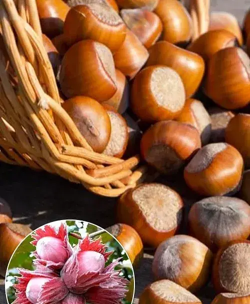 Саженец Agro-Market Фундук Фускорубра (средний срок созревания, перекрестное опыление, сажать по 2 шт.) 1 шт. в упаковке (101928) - фото 1