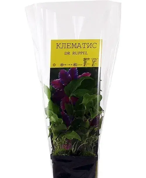 Клематис Agro-Market Dr Ruppel повторноцветущий сорт 1 саженец в упаковке (15856) - фото 2