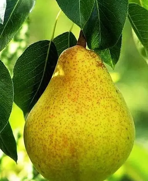 Саженец Agro-Market Груша Жозефина (зимний сорт, поздний срок созревания) (39891) 1 шт. в упаковке - фото 3