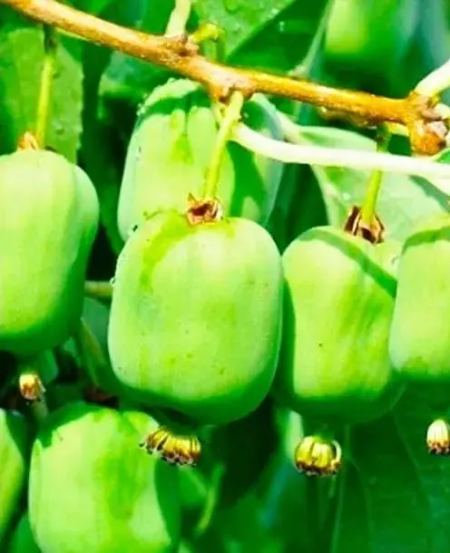 Саджанець Agro-Market Актинідія Київська великоплідна (міні-ківі, морозостійкий сорт, пізній термін дозрівання) (44815) 1 шт. в упаковці - фото 2