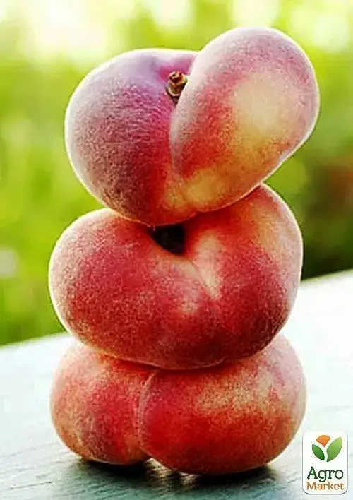 Саджанець Agro-Market Персик жовтий з яскравим рум'янцем Тропічний рай (Tropical paradise) (англійська селекція, преміальний високоврожайний сорт) 1 шт. в упаковці (39930) - фото 6