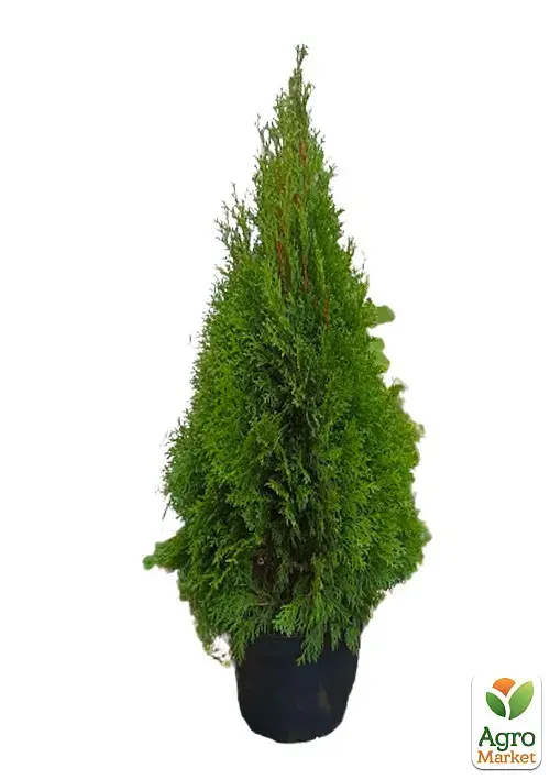 Саджанець Agro-Market Туя західна Smaragd (ком/сітка) висота 120-140 см 1 шт. в упаковці (175609) - фото 3