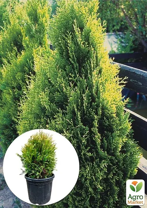 Саженец Agro-Market Туя складчатая Kornik С20 высота 50-60 см 1 шт. в упаковке (176421) - фото 2