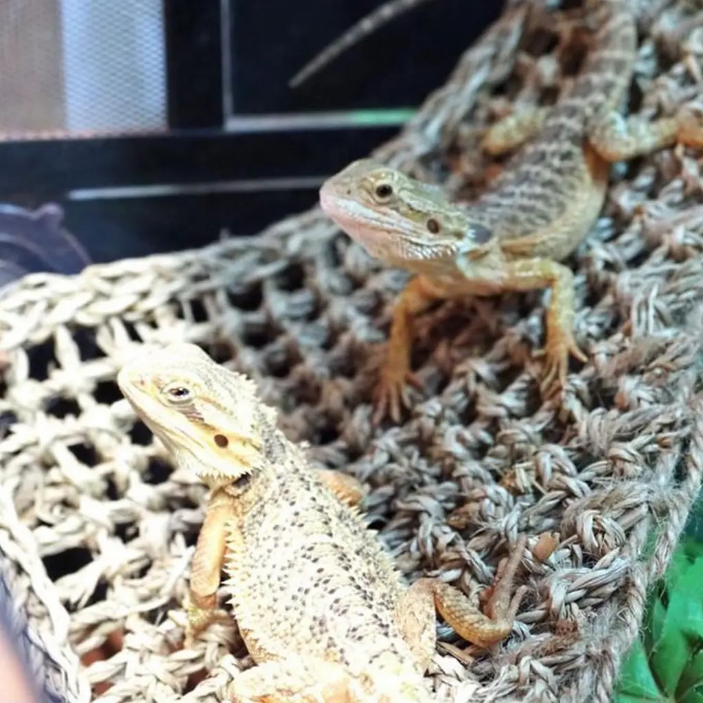 Гамак для рептилій Repti-Zoo Seaweed Hammock XL DC11P 60x40x40 см з натуральних водоростей - фото 6
