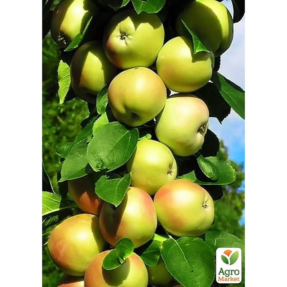Саджанець Agro-Market Яблуня колоновидна Болеро укорінена в контейнері (саджанець 2 роки) (153133) - фото 4