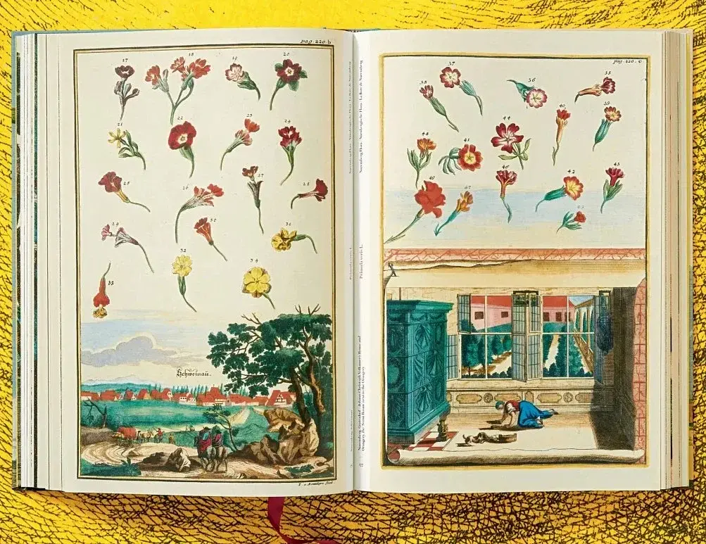 J. C. Volkamer. The Book of Citrus Fruits - фото 8