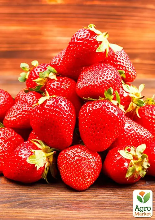 Саженец Agro-Market Клубника Чудо света (ремонтантный сорт) 5 шт. в упаковке (44700) - фото 2