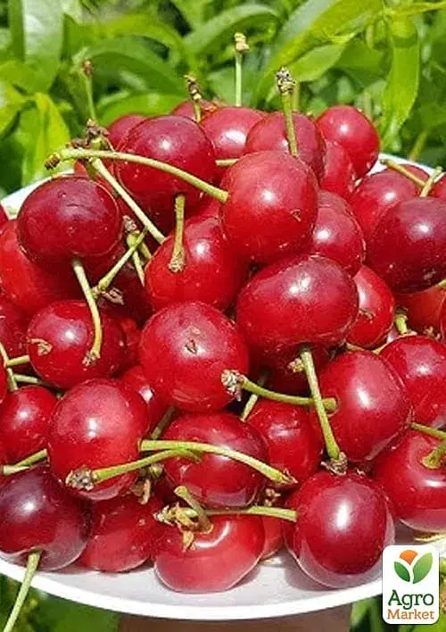 Саджанець Agro-Market Вишня Кантор Янош Фюртош (літній сорт, пізній термін дозрівання) 1 шт. в упаковці (183101) - фото 2