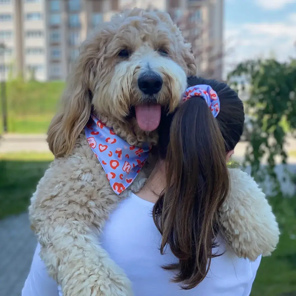 Набір бандана Hat-Dog + резинка (XL) - фото 2