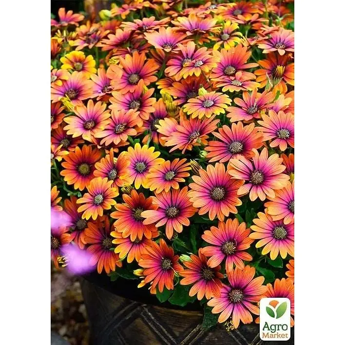 Саджанець Agro-Market Остеоспермум Purple Sun (176657) 1 шт. в упаковці - фото 2