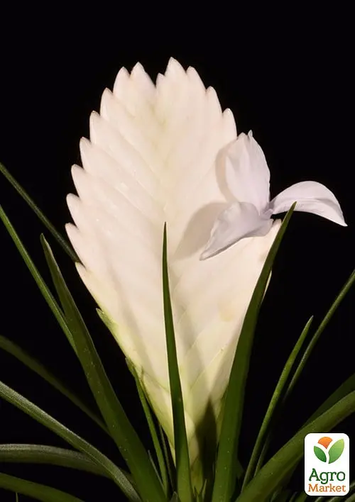 Саджанець Agro-Market Тіландсія Biancini (Tillandsia Cyanea) кімнатна 1 шт. в упаковці (179935) - фото 3
