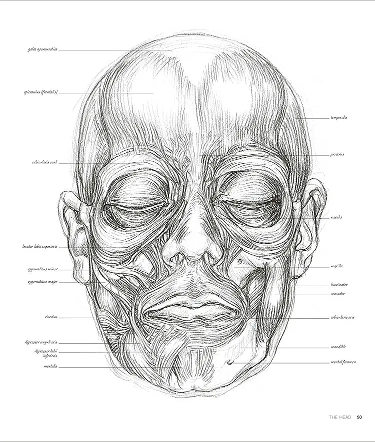 Anatomy for the Artist - фото 3
