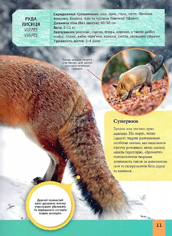 Дитяча енциклопедія хижаків - Алекс Вульф - фото 6