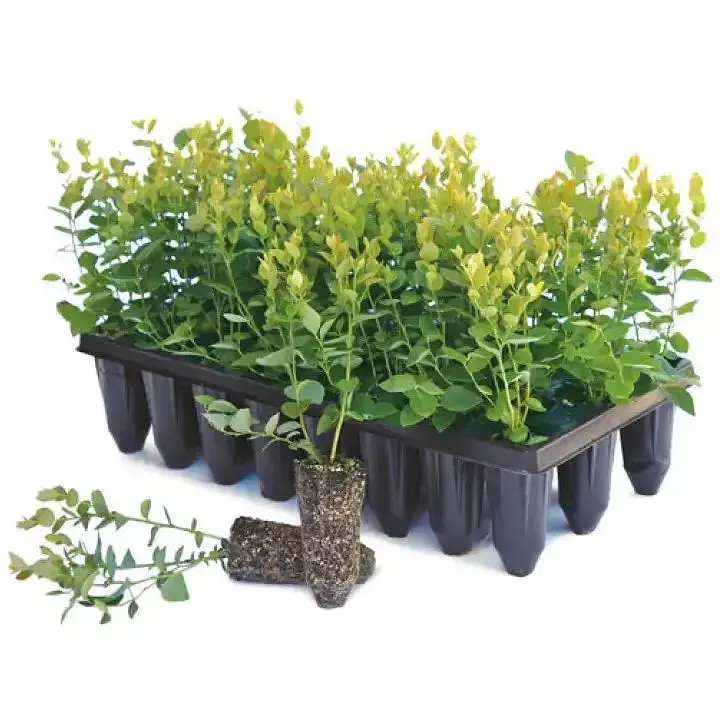 Касета для розсади Elsa 18 комірок з піддоном (kas-18) - фото 5