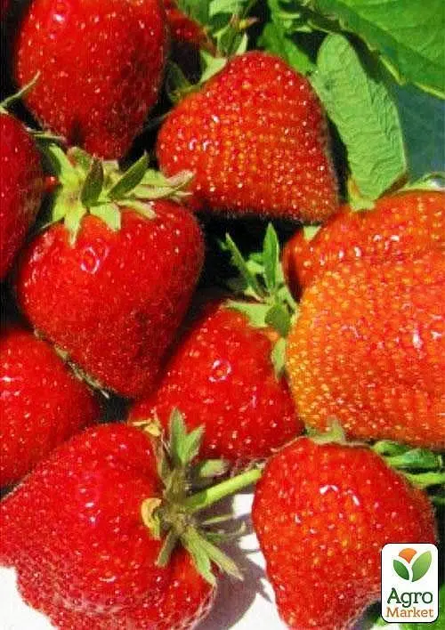 Саженец Agro-Market Клубника Сирафин (ремонтантный сорт) 5 шт. в упаковке (44712) - фото 3