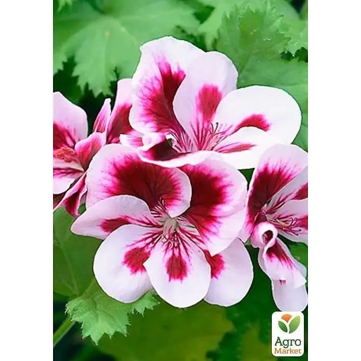 Саженец Agro-Market Королевская Пеларгония Candy Flowers Bicolor (контейнер №10 высота 10-20 см) (177142) 1 шт. - фото 2