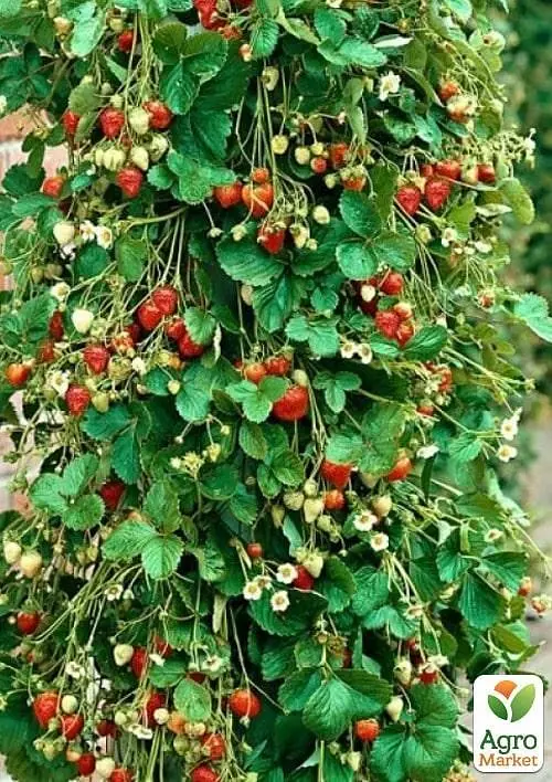 Полуниця Ампельна Agro-Market "Белтран" (Beltran) (ремонтантний ранній сорт) (50234) 1 саджанець в упаковці - фото 2