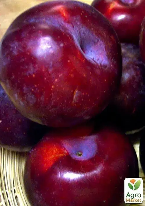 Саджанець Agro-Market Слива Анжеліна (осінній сорт, пізній термін дозрівання) 1 шт. в упаковці (20944) - фото 2