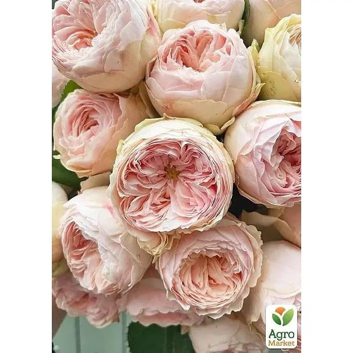 Троянда кущова Agro-Market Менсфілд парк Mansfield Park саджанець класу АА+ вищий сорт 1 шт. в упаковці (179285) - фото 5