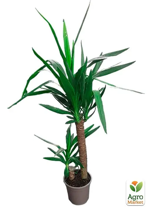 Саджанець Agro-Market Юка на штамбі Yucca Treculeana 2-х ярусна кімнатна 80-100 см 1 шт. в упаковці (182696) - фото 3